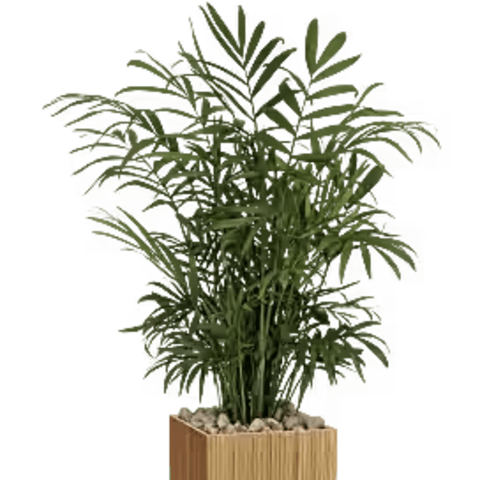 Peaceful Palm