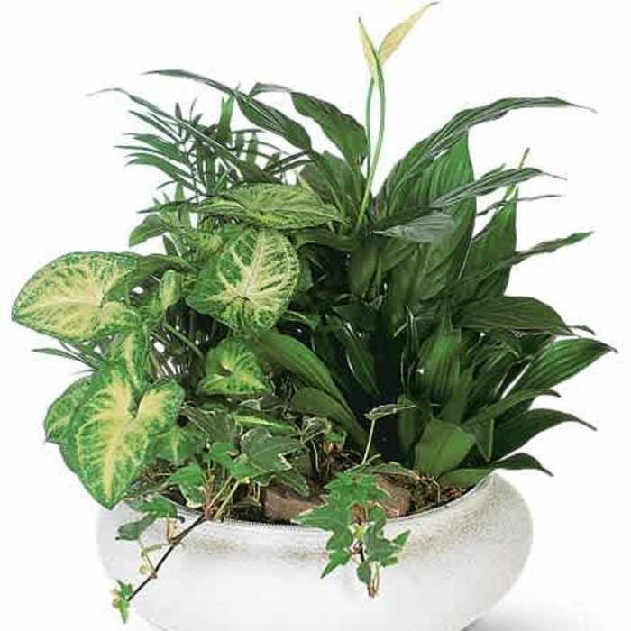 Dish Garden