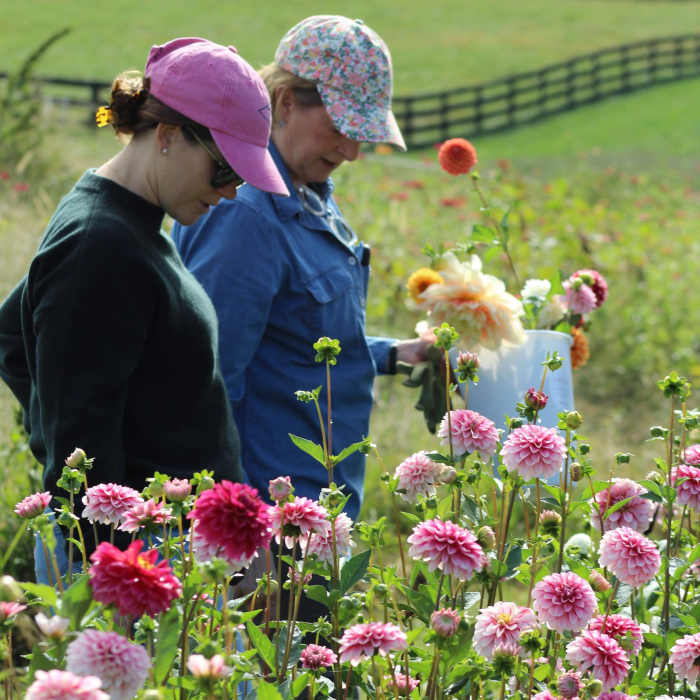 August U-pick