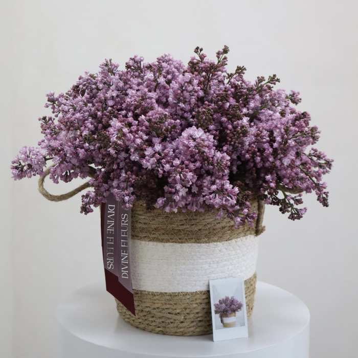 Violet Dreams