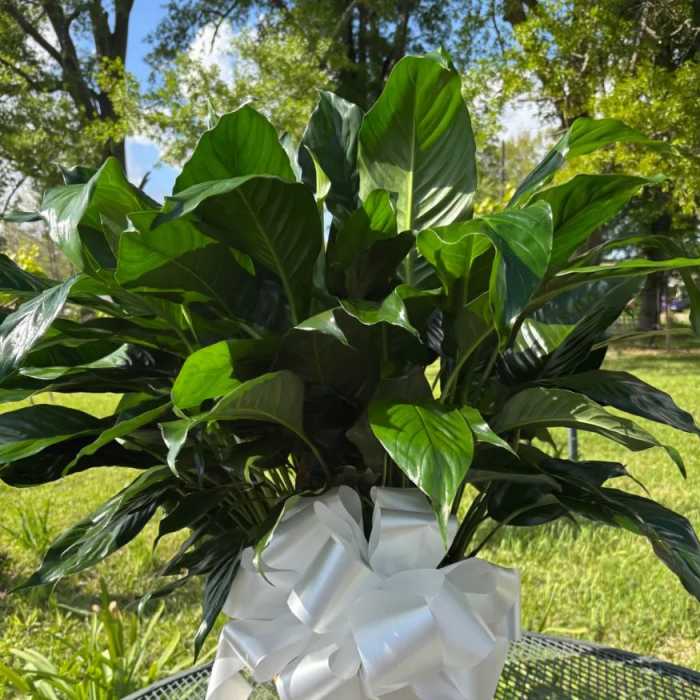 Potted green houseplant with a white ribbon bow