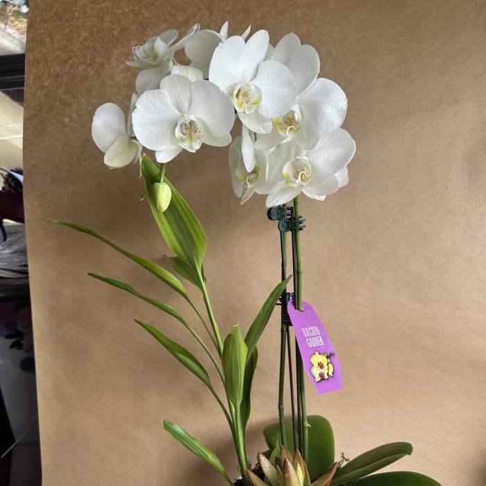 White orchids in a white textured pot with a small succulent