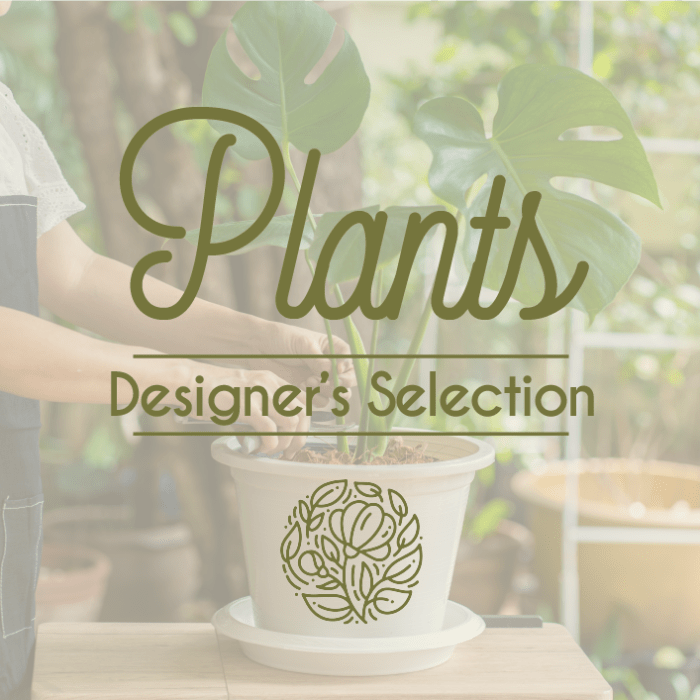 Potted monstera plant with large split leaves in a white container