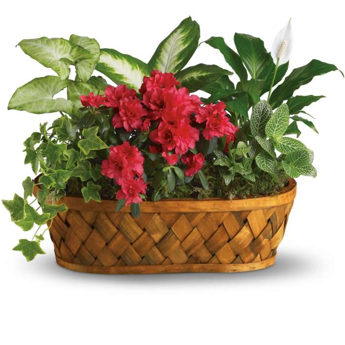 Oval basket planter with red flowering plant and assorted green houseplants and a single white bloom.