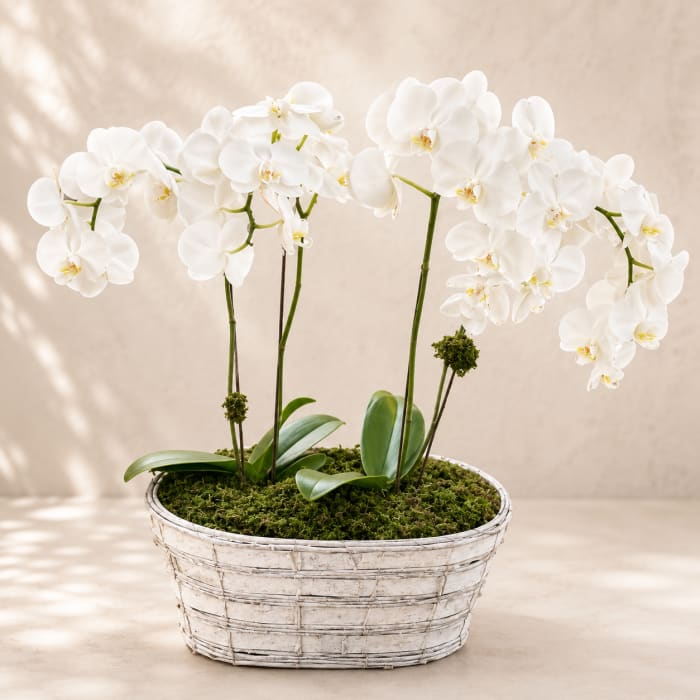 Ushas' Orchid Haven – Luxury Double Stem Orchid Planter