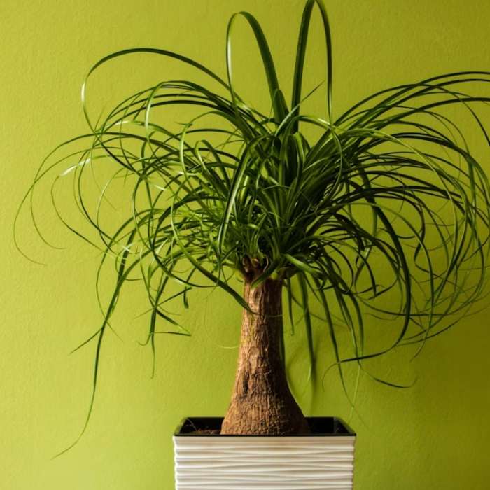 Potted ponytail palm plant in a white planter