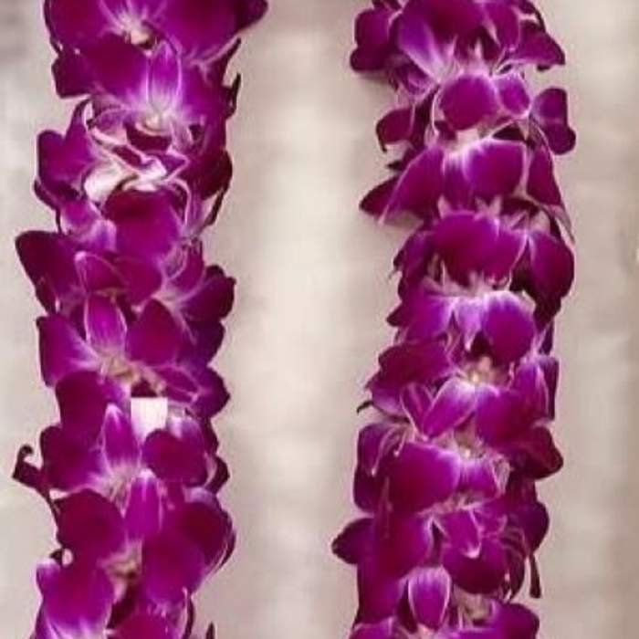 Graduation Double Orchid Lei-Purple POPULAR