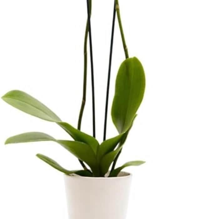 Phalaenopsis orchids
