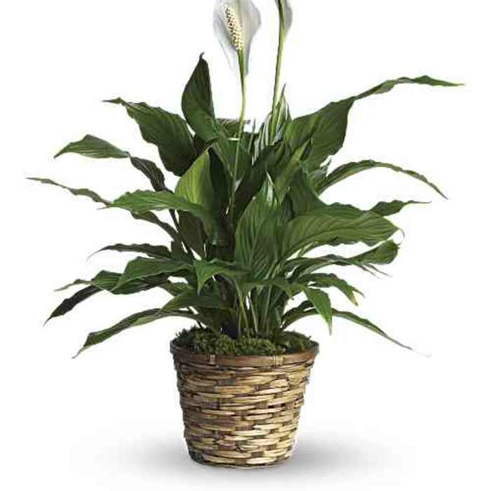 Simply Elegant Peace Lily