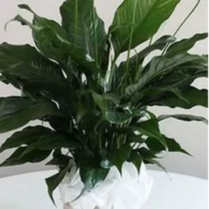 White peace lilies in a woven basket planter