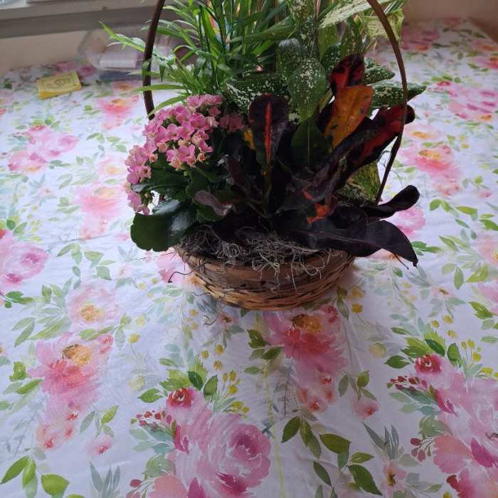 Dishgarden