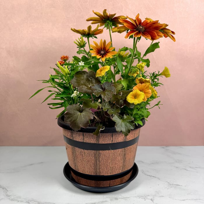 Potted flowering plant with orange and yellow daisy-like blooms in a decorative pot