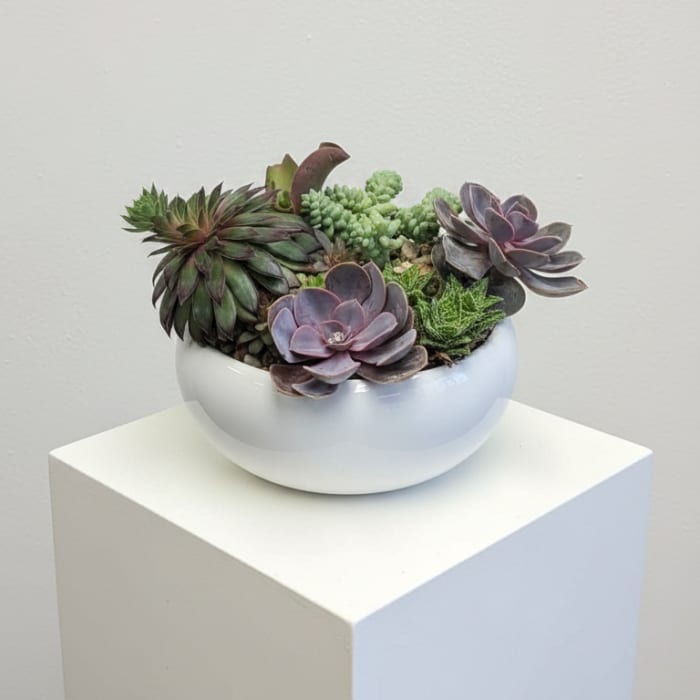 Artisan Succulent Sanctuary
