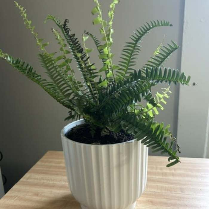Kimberly Fern