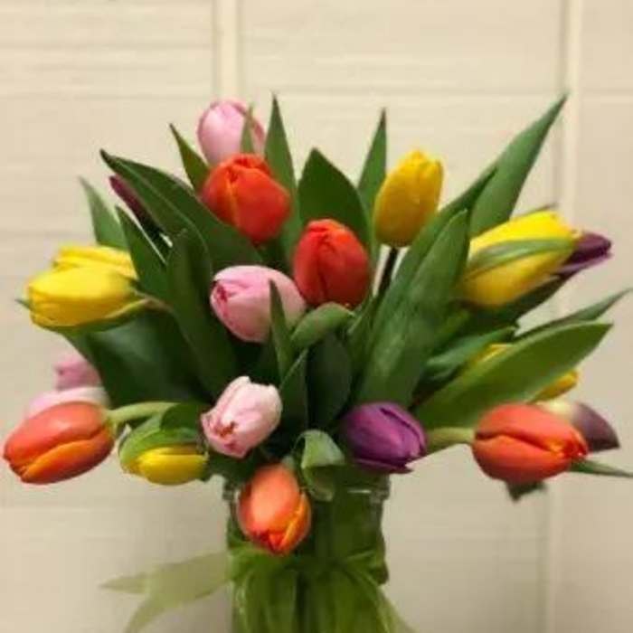Rainbow tulips