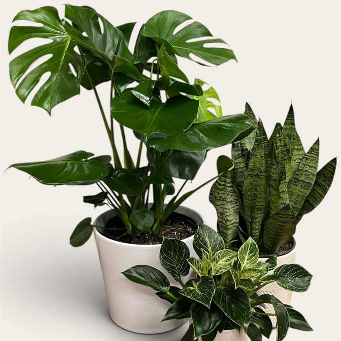 Three potted houseplants, including a split-leaf monstera and snake plant