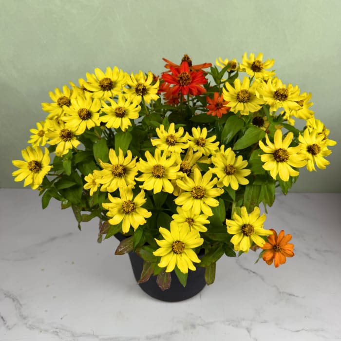 Potted arrangement of yellow and orange daisy-like flowers