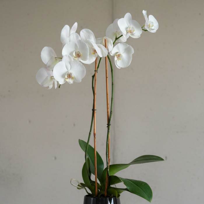 White orchid plant in a black pot on a pedestal