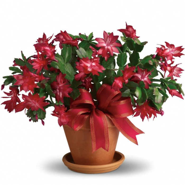Red Christmas cactus in a terracotta pot with a red ribbon
