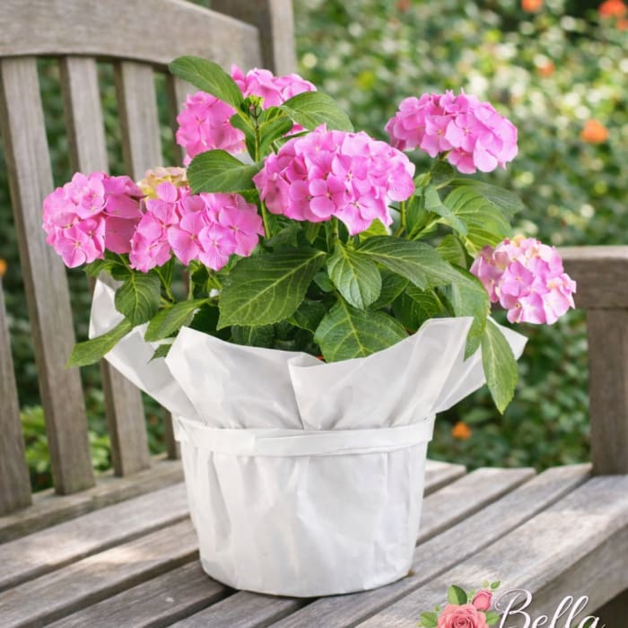 Seasonal garden plant