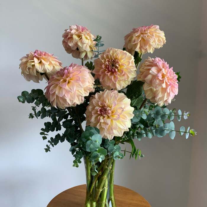 Peach-pink dahlias in a clear glass vase with eucalyptus