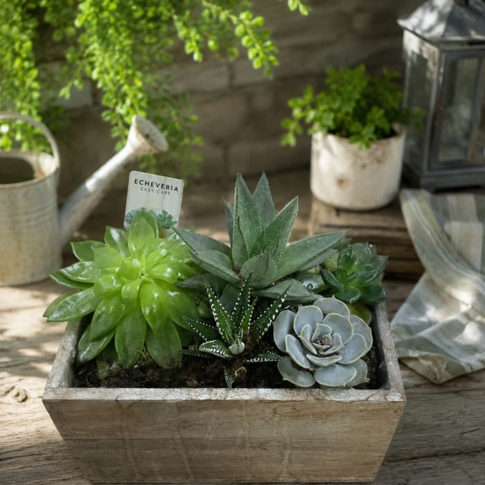 Pure Harmony Succulent Garden