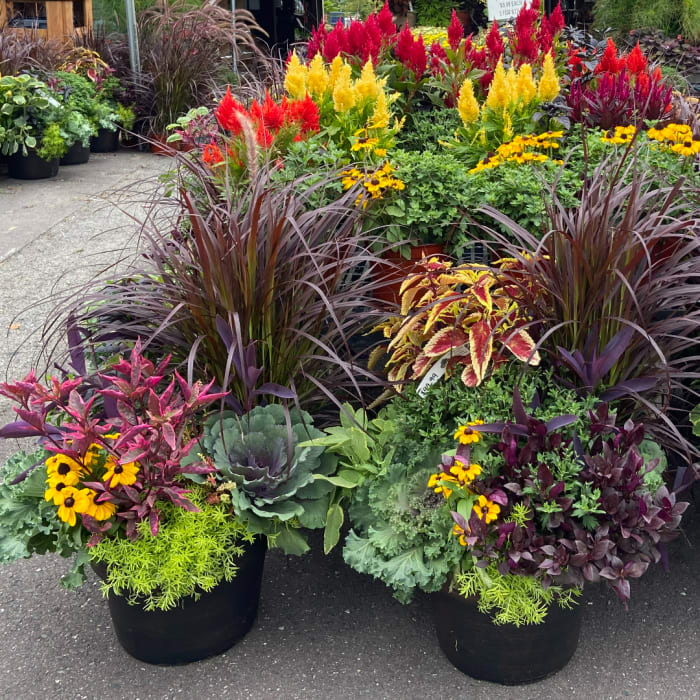Colorful potted fall plants with yellow flowers and red, purple, and gold foliage