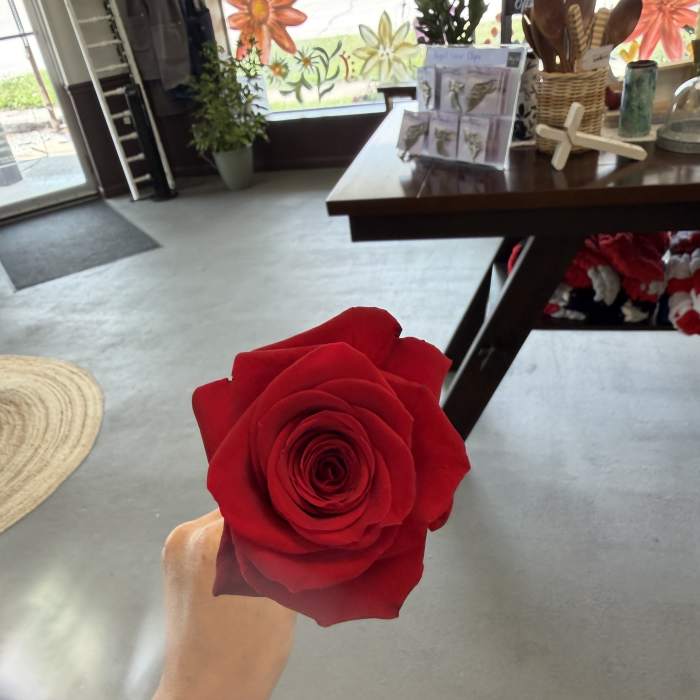 Single red rose held in a hand indoors