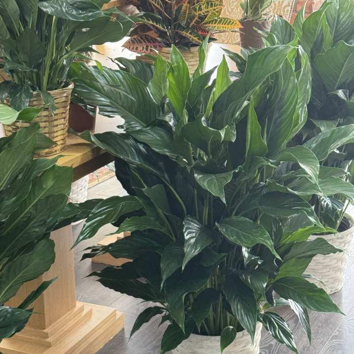Large green potted houseplant in a woven basket planter