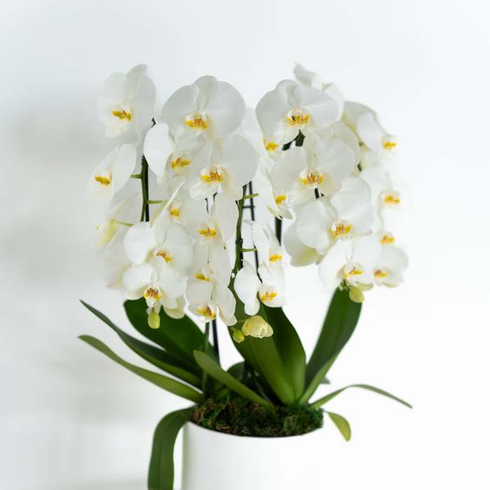 Luxury orchid Planter