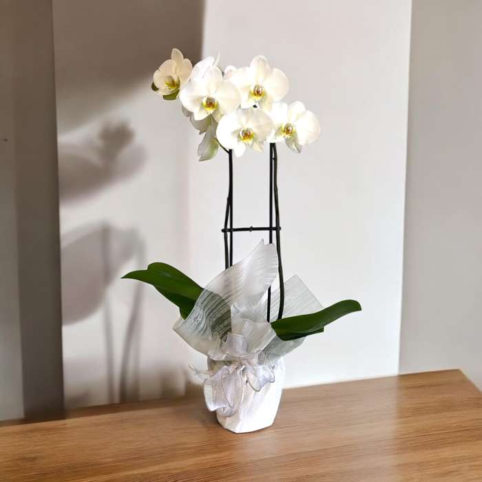 White Double Stemmed Orchid