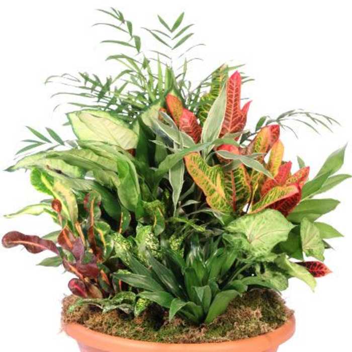 Majestic Home Garden