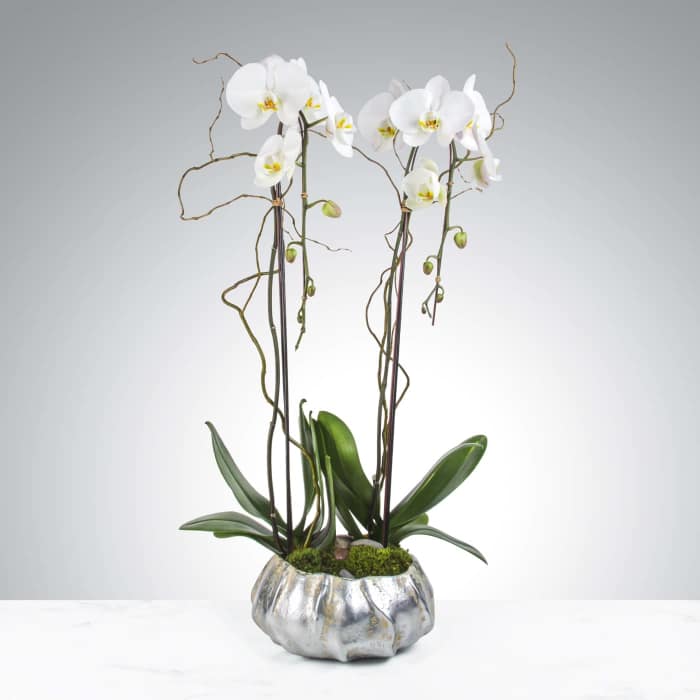 White orchid arrangement in a silver textured pot