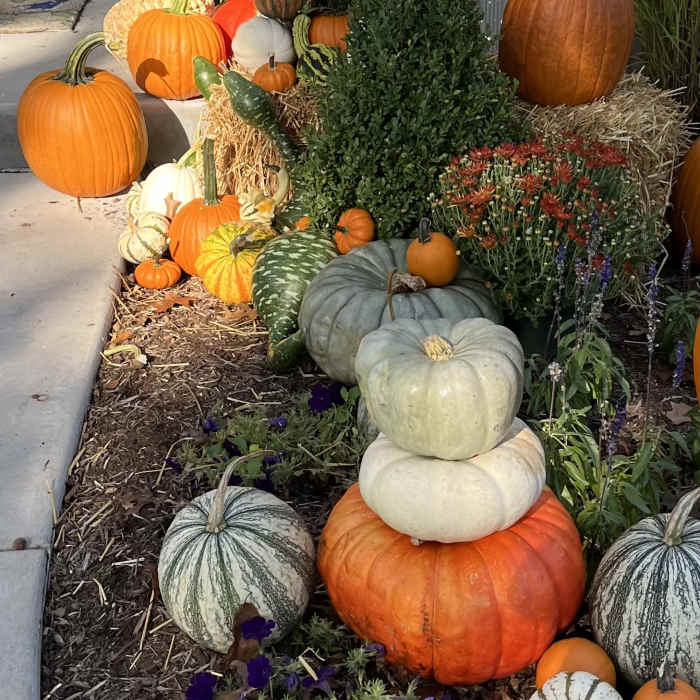 Pumpkins and potted mums arranged on a front porch for fall.