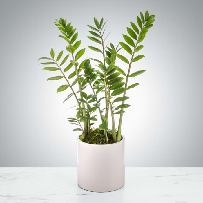 ZZ Plant by BloomNation™