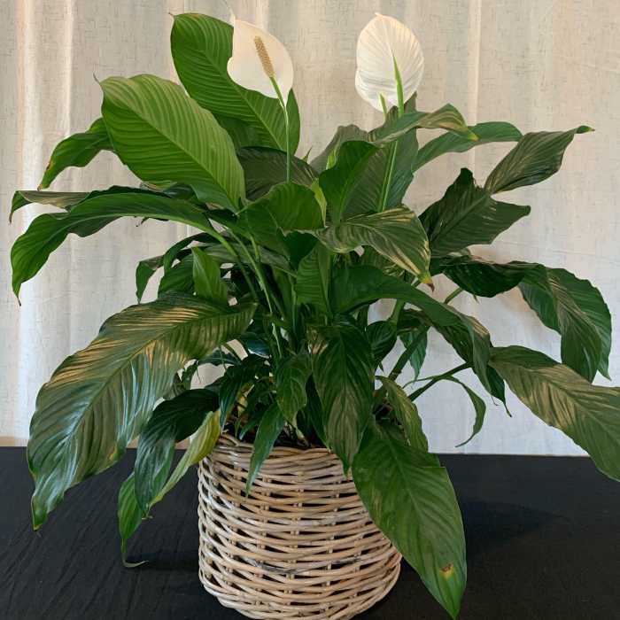 Potted peace lily with white blooms in a woven basket