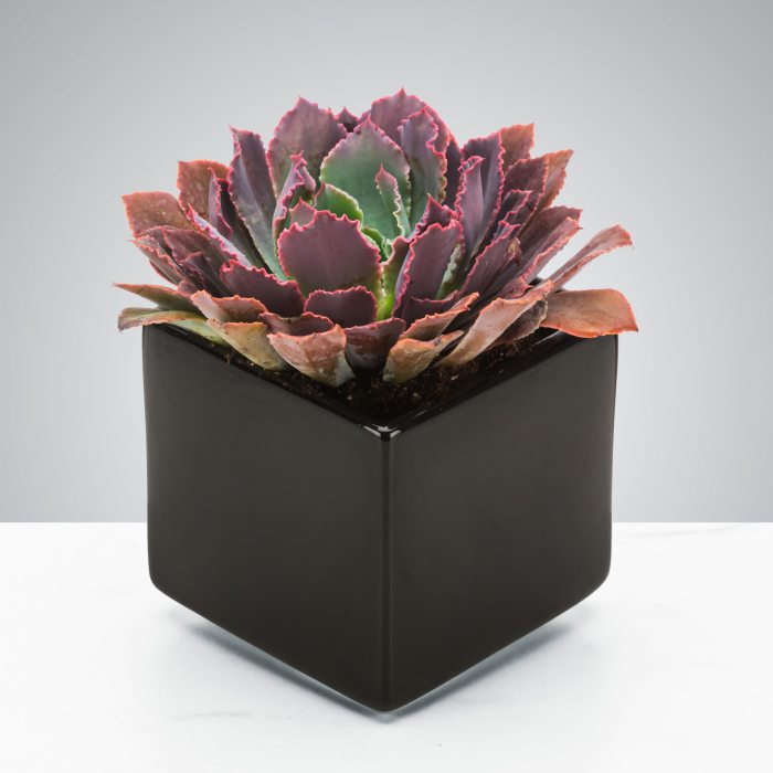 Dark Succulent by Astra Florist