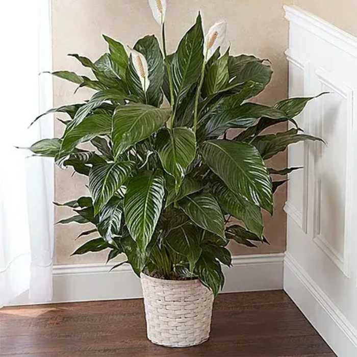 Potted peace lily with white blooms in a woven basket