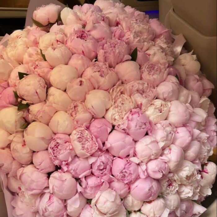 100 pink peony