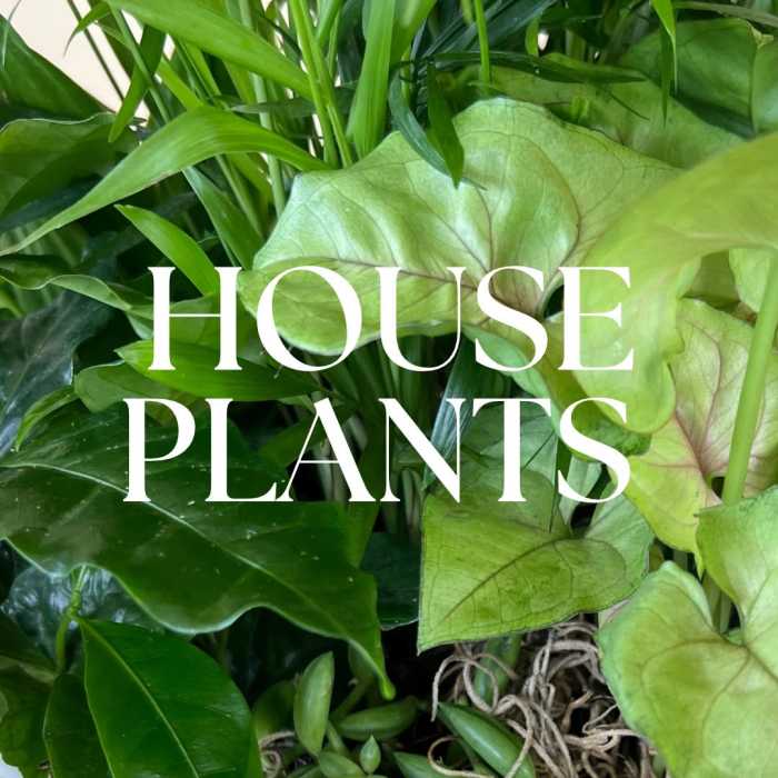 Potted House Plants