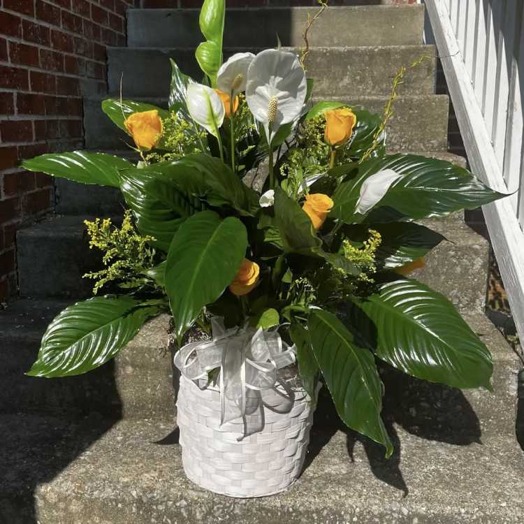 White basket arrangement with yellow roses and white anthuriums