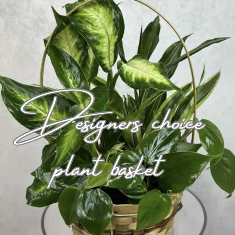 Designers Choice plant Basket