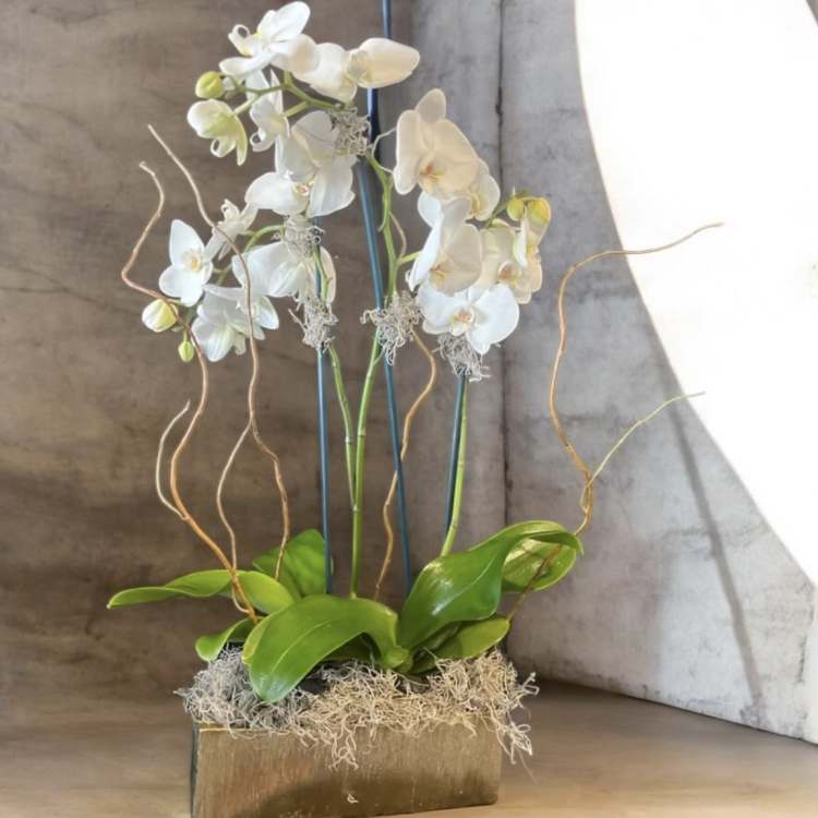 Orchid Garden
