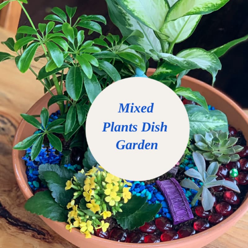 Mixed potted plants in a shallow terracotta dish with decorative stones