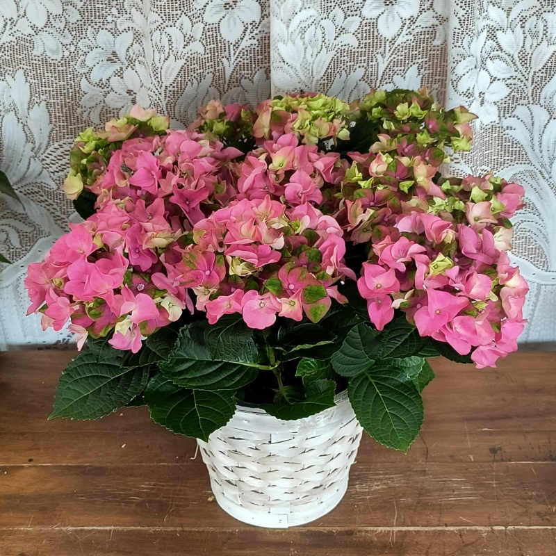 Pink Hydrangea