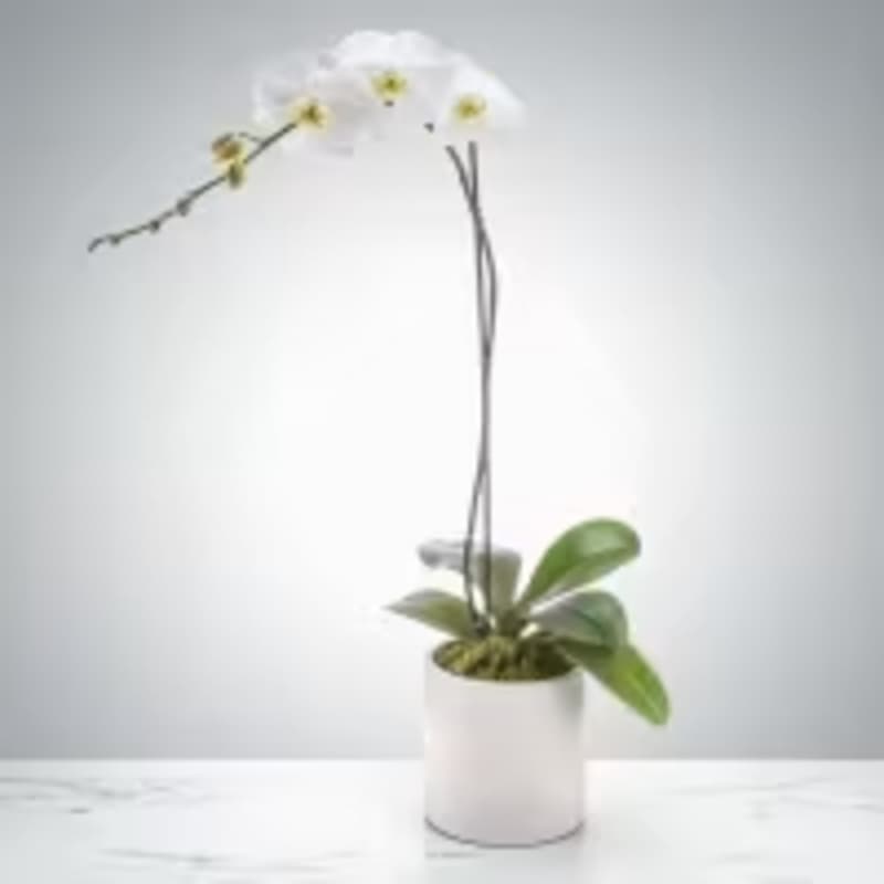 Single Stem White Orchid
