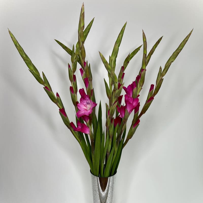 Tall pink gladiolus arrangement in a silver vase