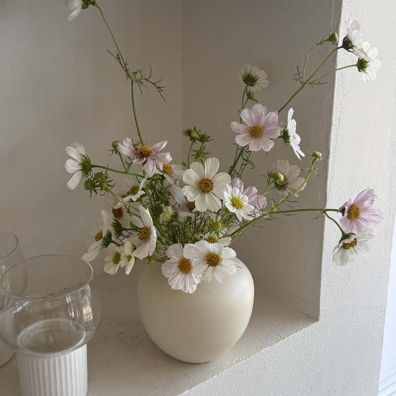Loose bouquet of pale cosmos flowers in a cream vase