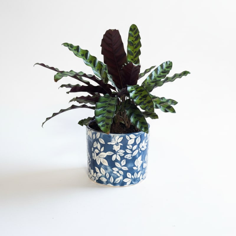 Calathea Rattlesnake Prayer Plant 6 inch Decorative Pot