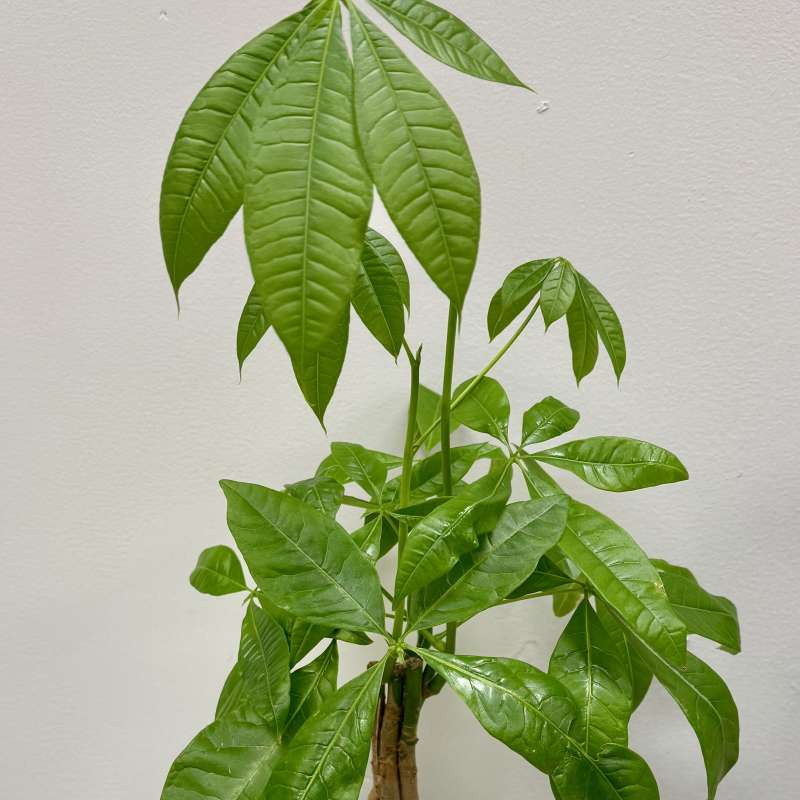 Money Tree Plant in 4 in ceramic pot